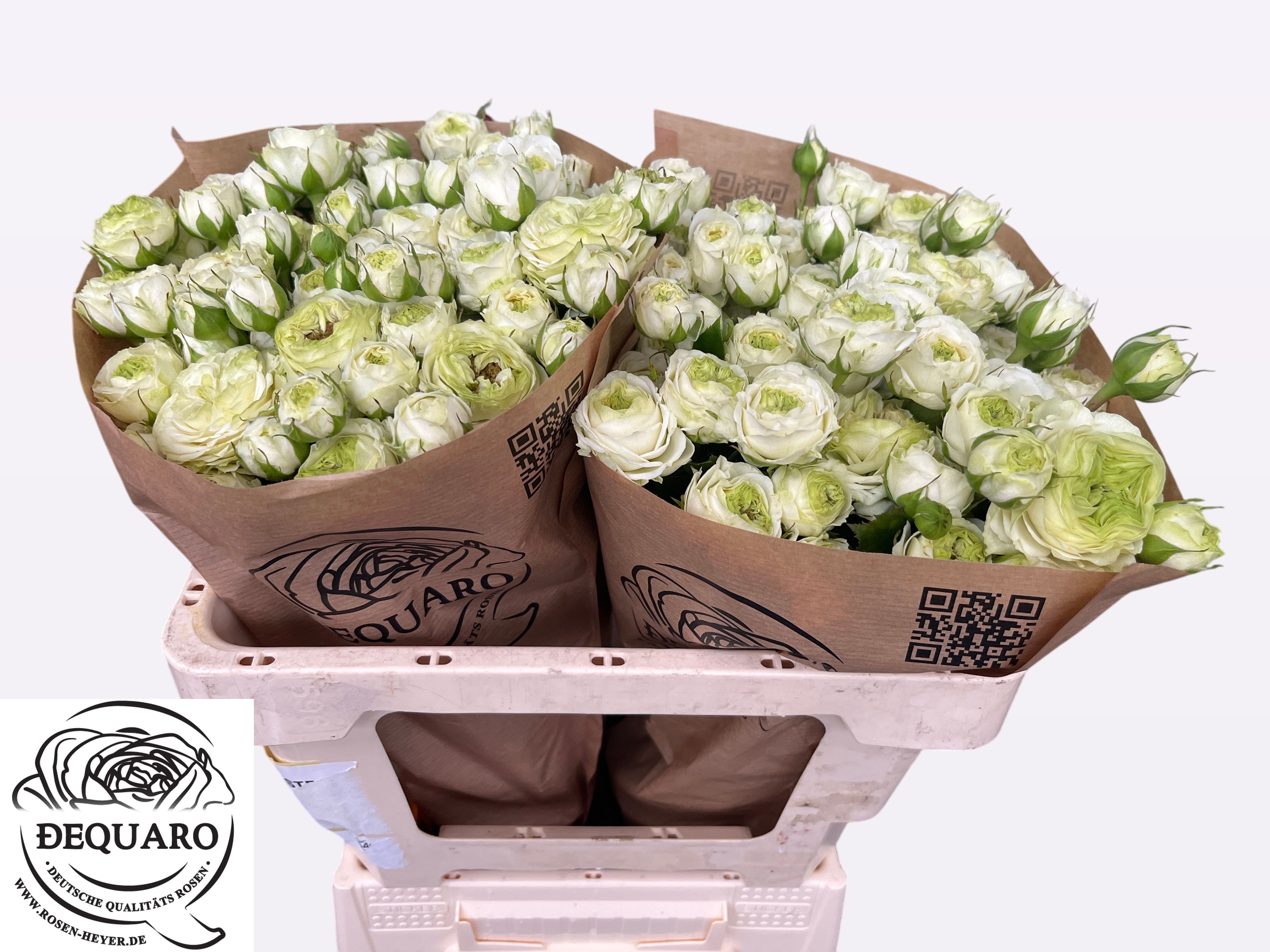 Rosa Spr 50cm