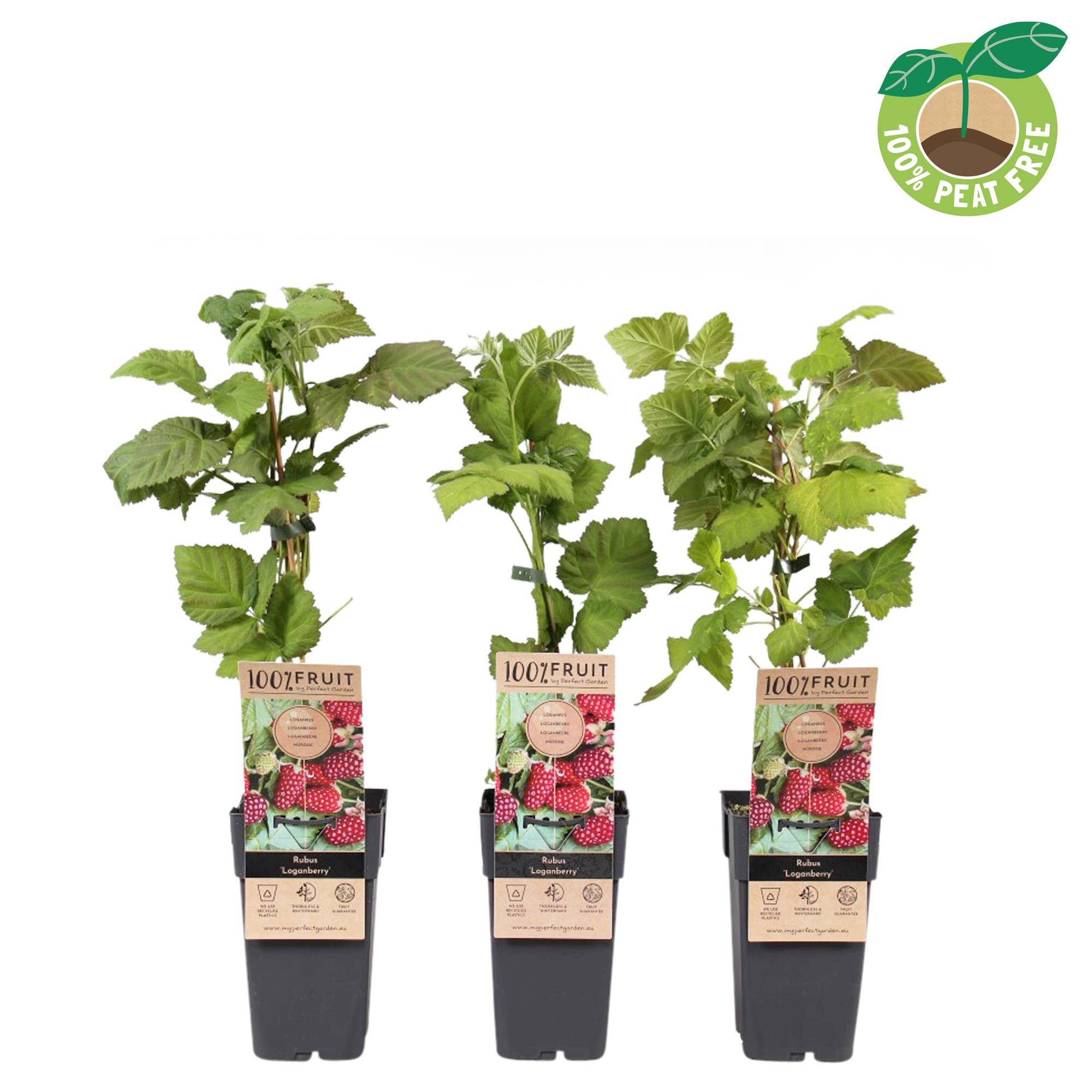 Picture of Rubus fruticosus Thornless Loganberry P15 (2 Ltr/high)