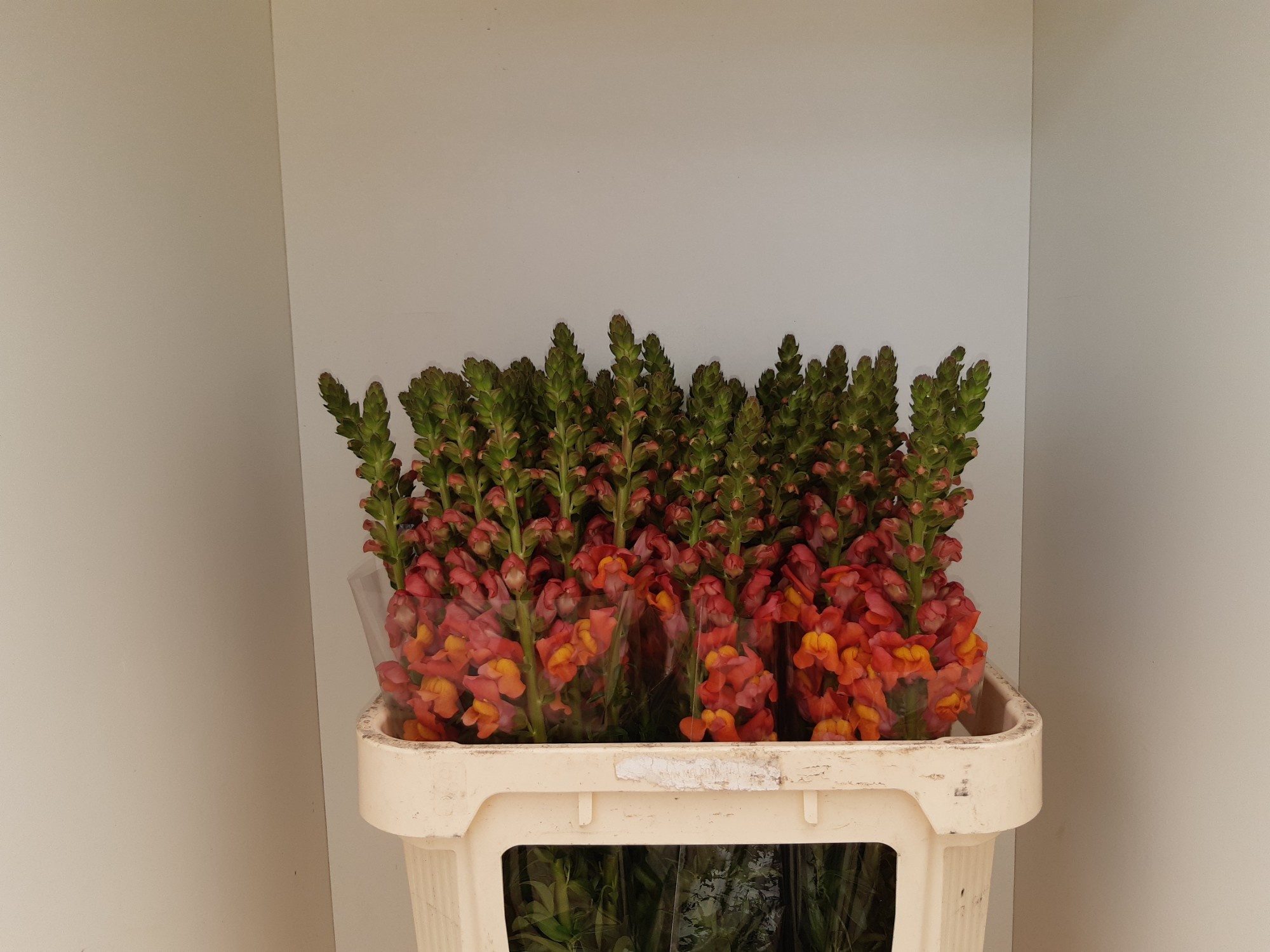 Antirrhinum Poto Dark Orange 80cm