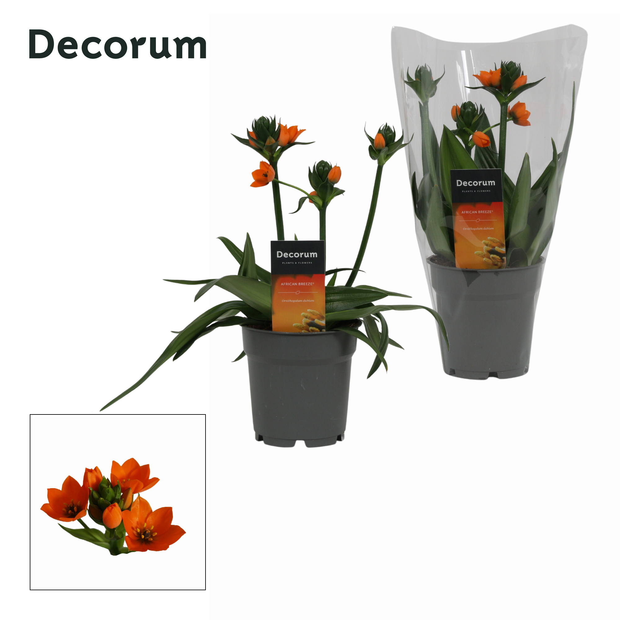 Picture of Ornithogalum Dubium 3pp oranje (Decorum) P12 25CM