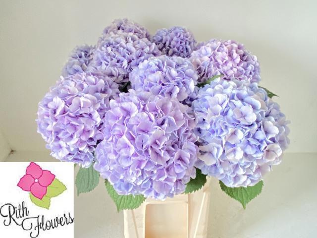 Hydrangea Royal Grandeu 60cm 18Ø
