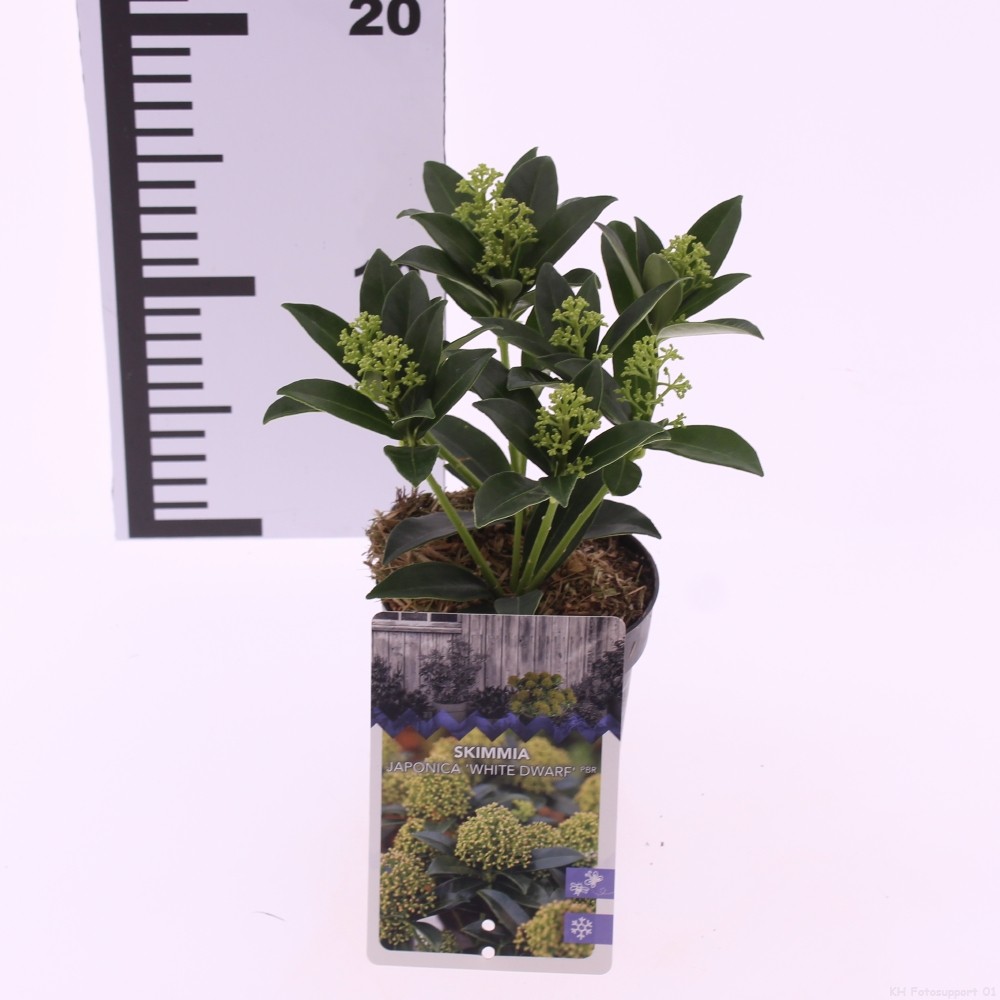 Picture of Skimmia jap. 'White Dwarf'
