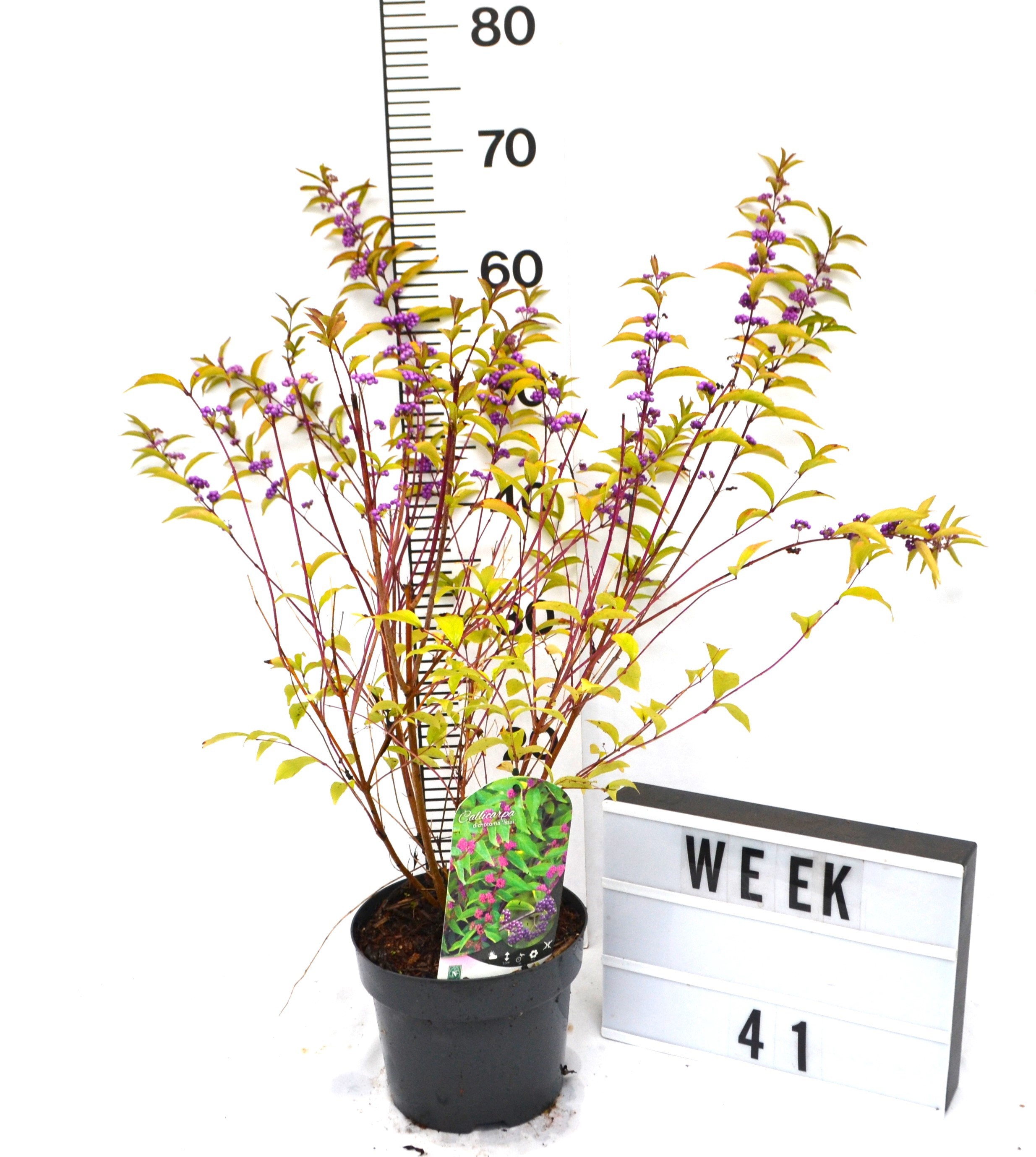 Callicarpa dichotoma 'Issai'
