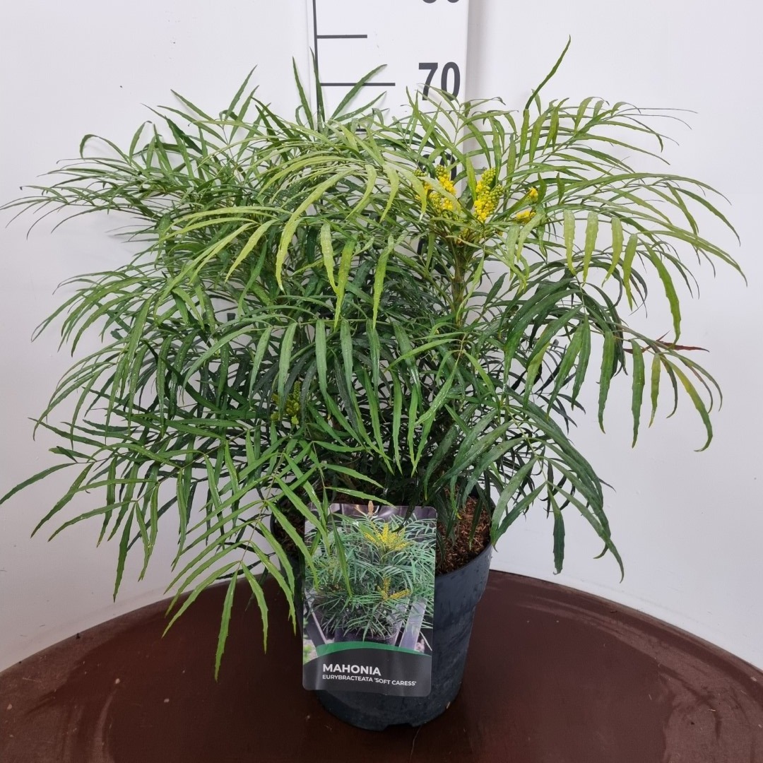 Picture of Mahonia eurybracteata Soft Caress P29 (10 Ltr)