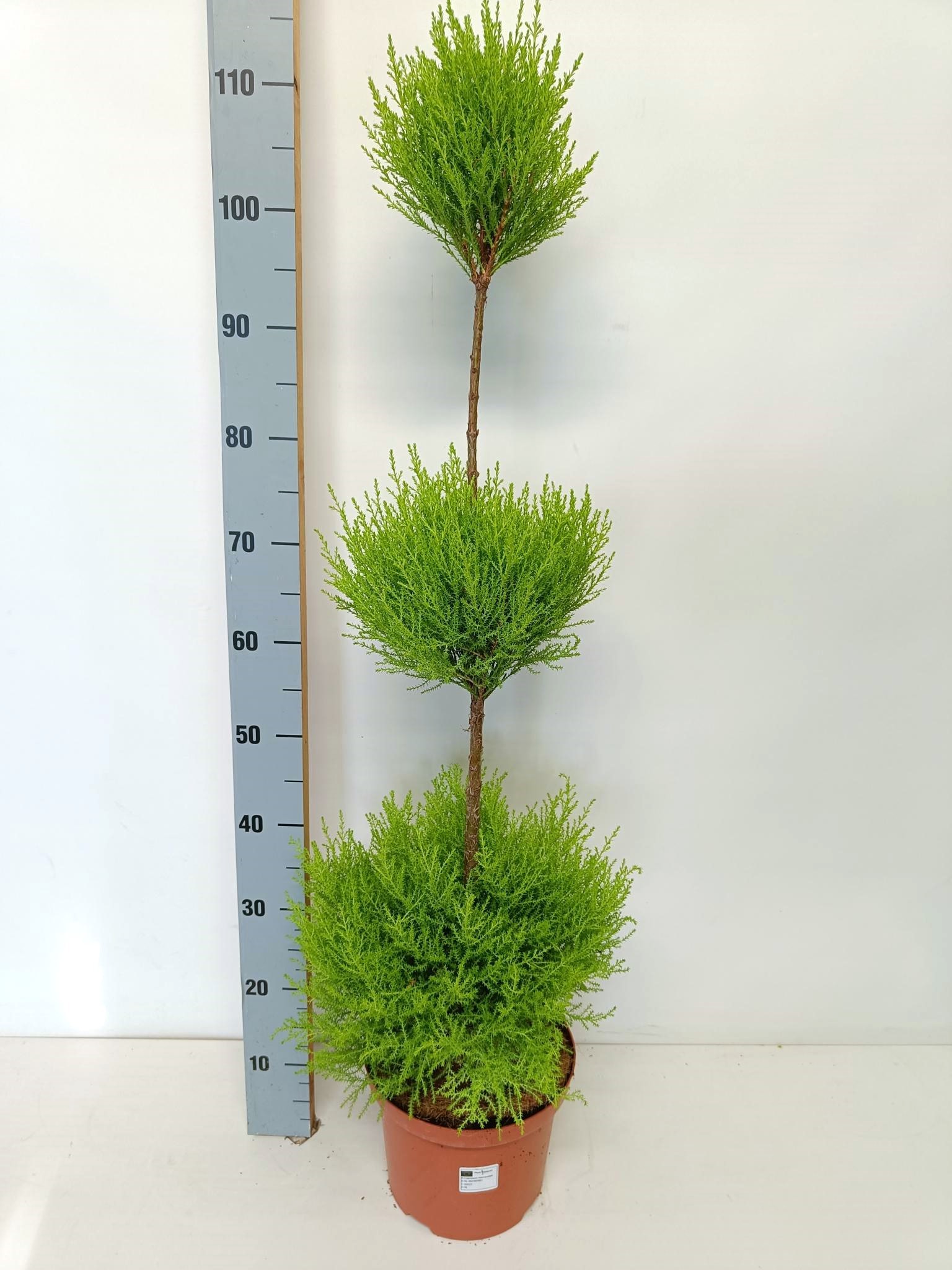 Picture of Cupressus goldcrest wilma "p23 triobol"