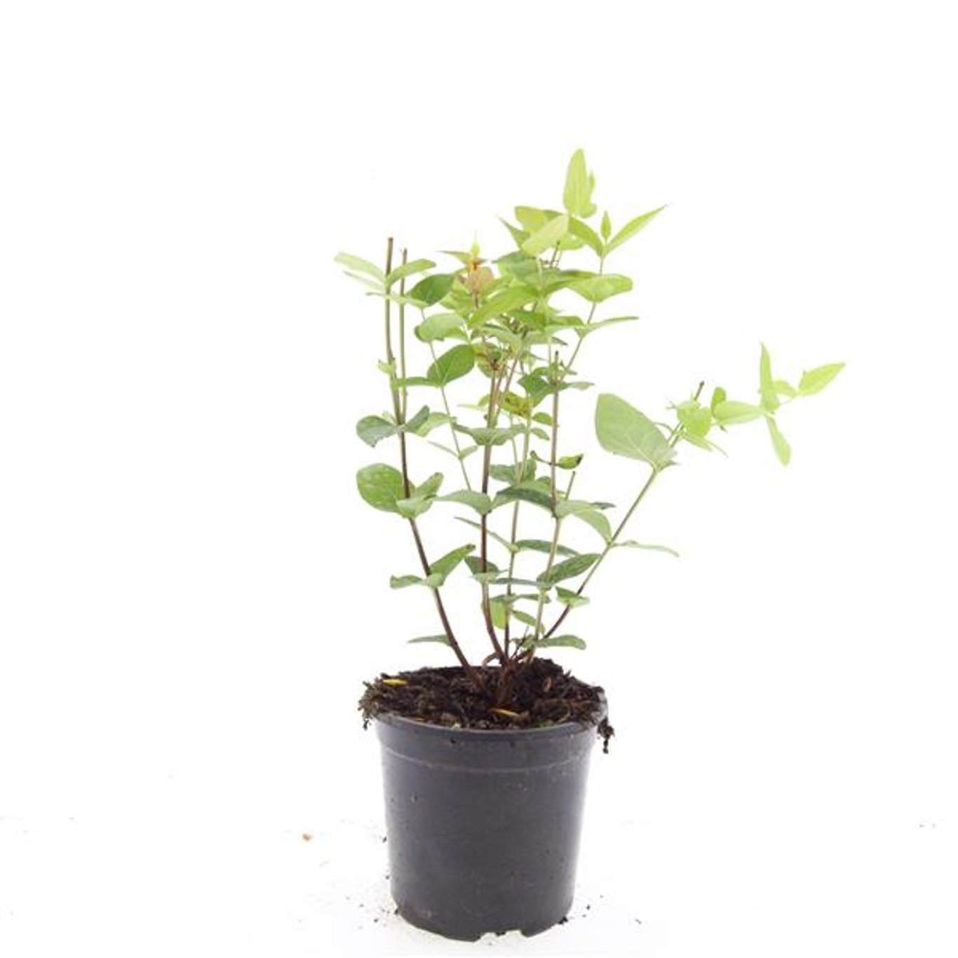 Hypericum inodorum 'Excellent Flair'