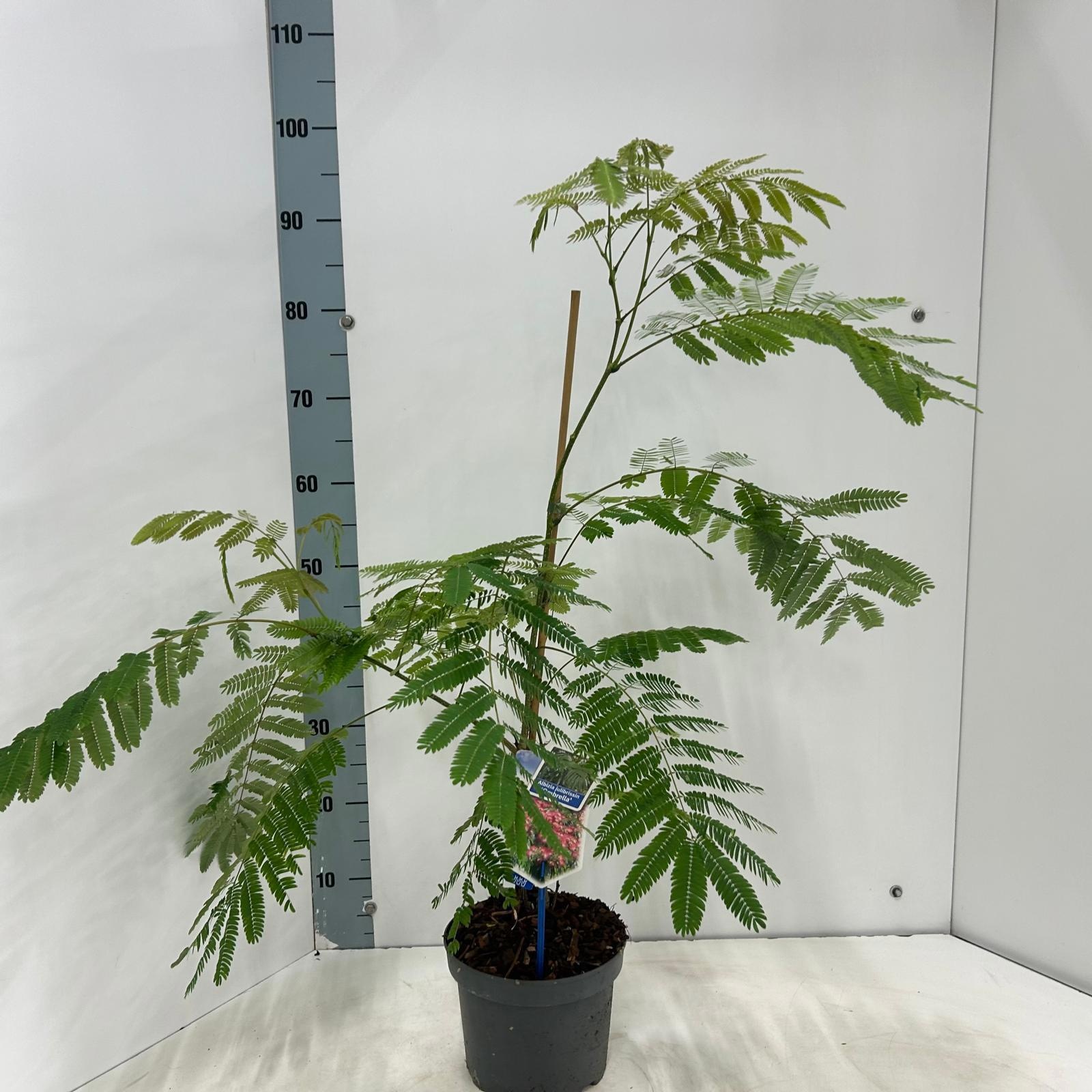 Albizia julibrissin Ombrella ('Boubri') boubripbr