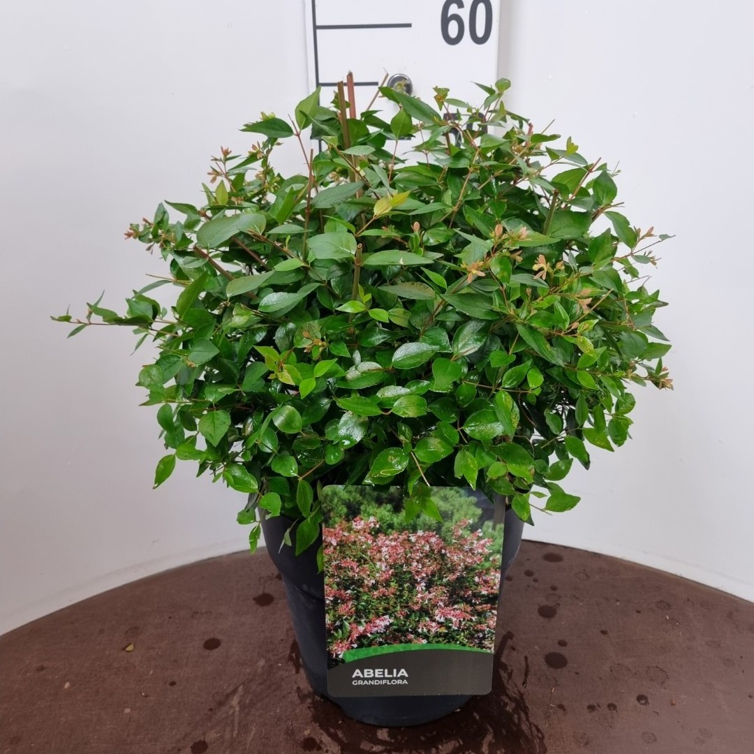 Picture of Abelia grandifl. Sherwood P29 (10 Ltr) (LOOSE)