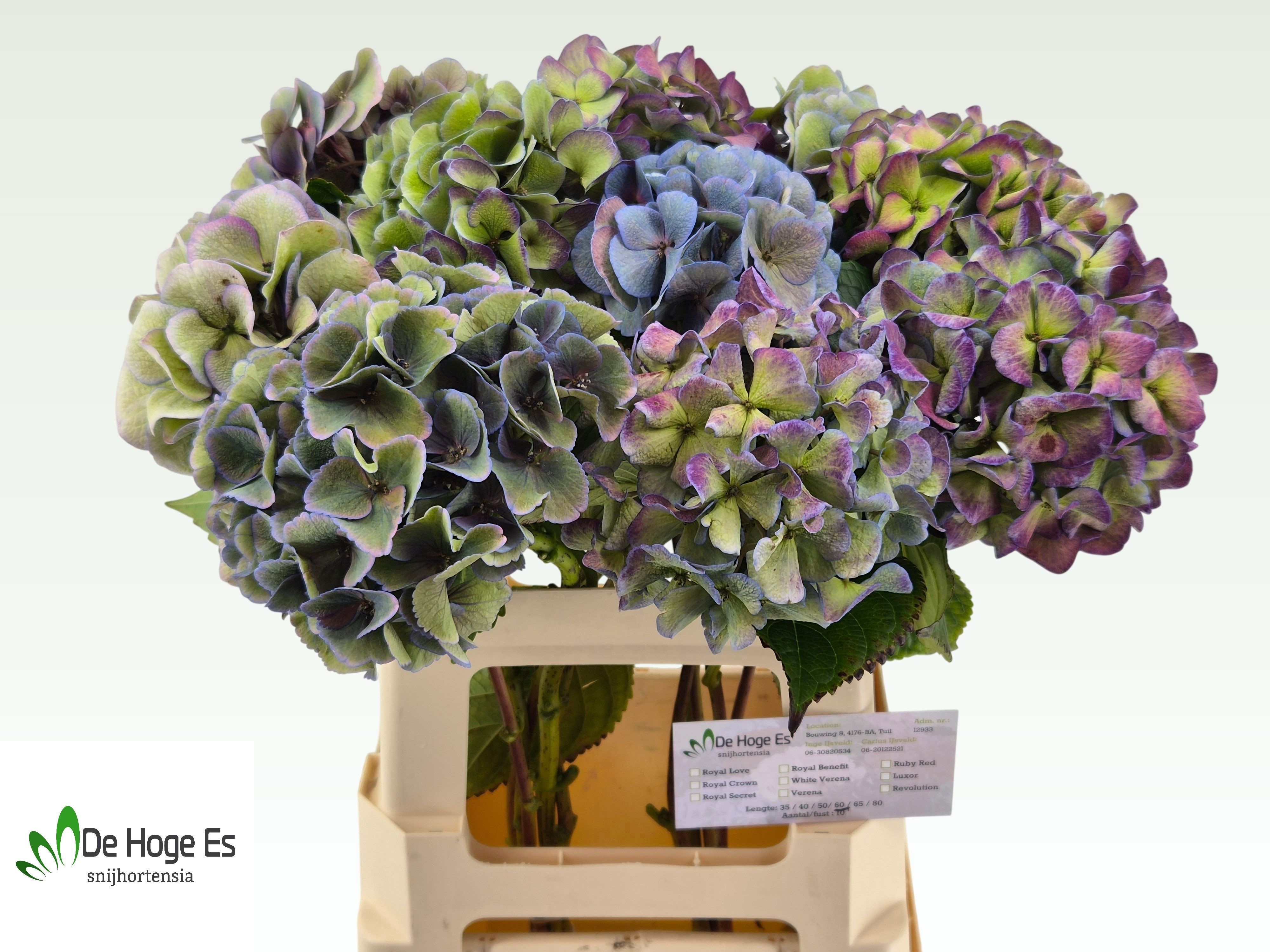 Hydrangea Royal Love Classic 60cm 15Ø