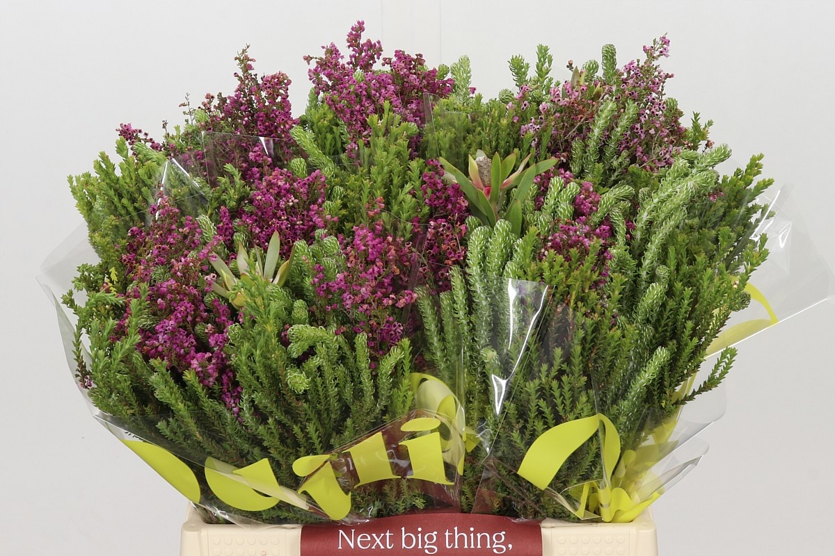 Cape Green Mixed In Bunch (BERZELIA) 40cm