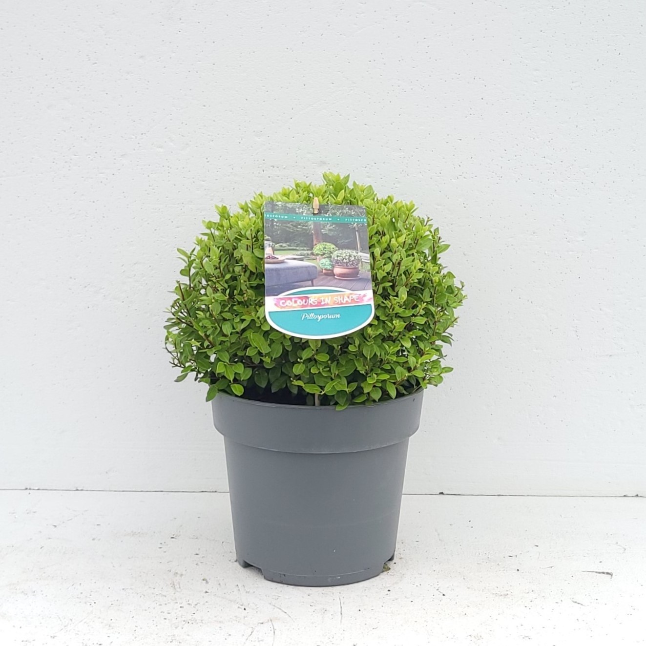 Pittosporum ten. 'Midget' - 'Colours in Shape'