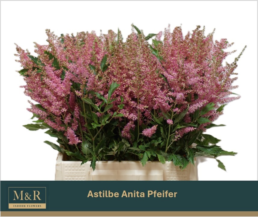 Astil Ar Anita Pfeif