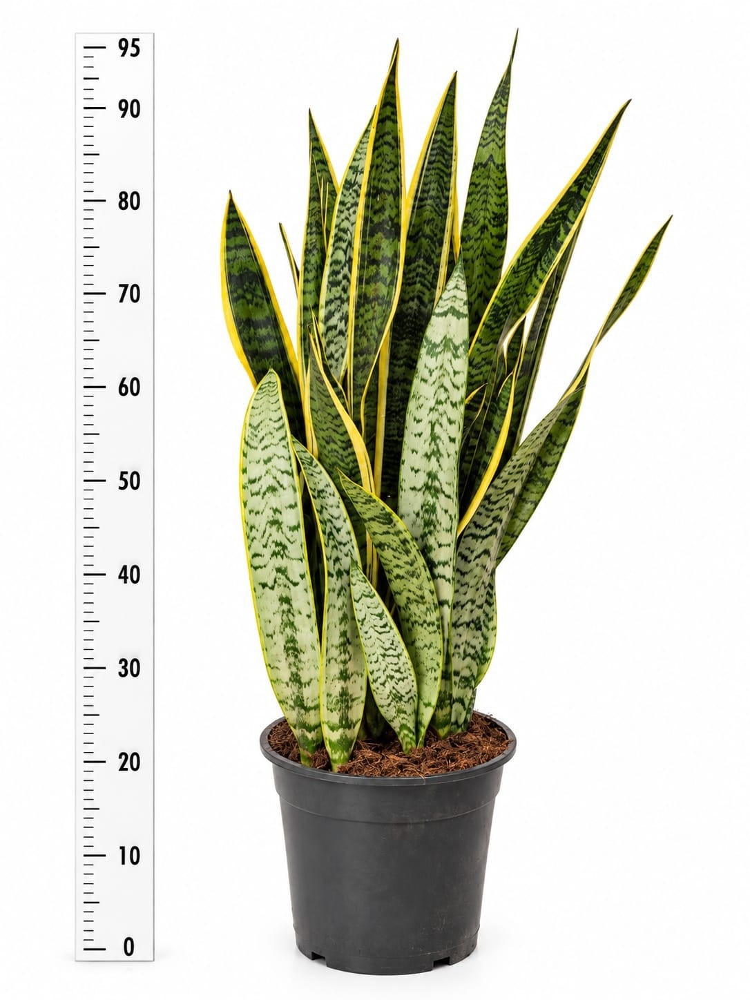 Sansev Laurentii 27Ø 100cm