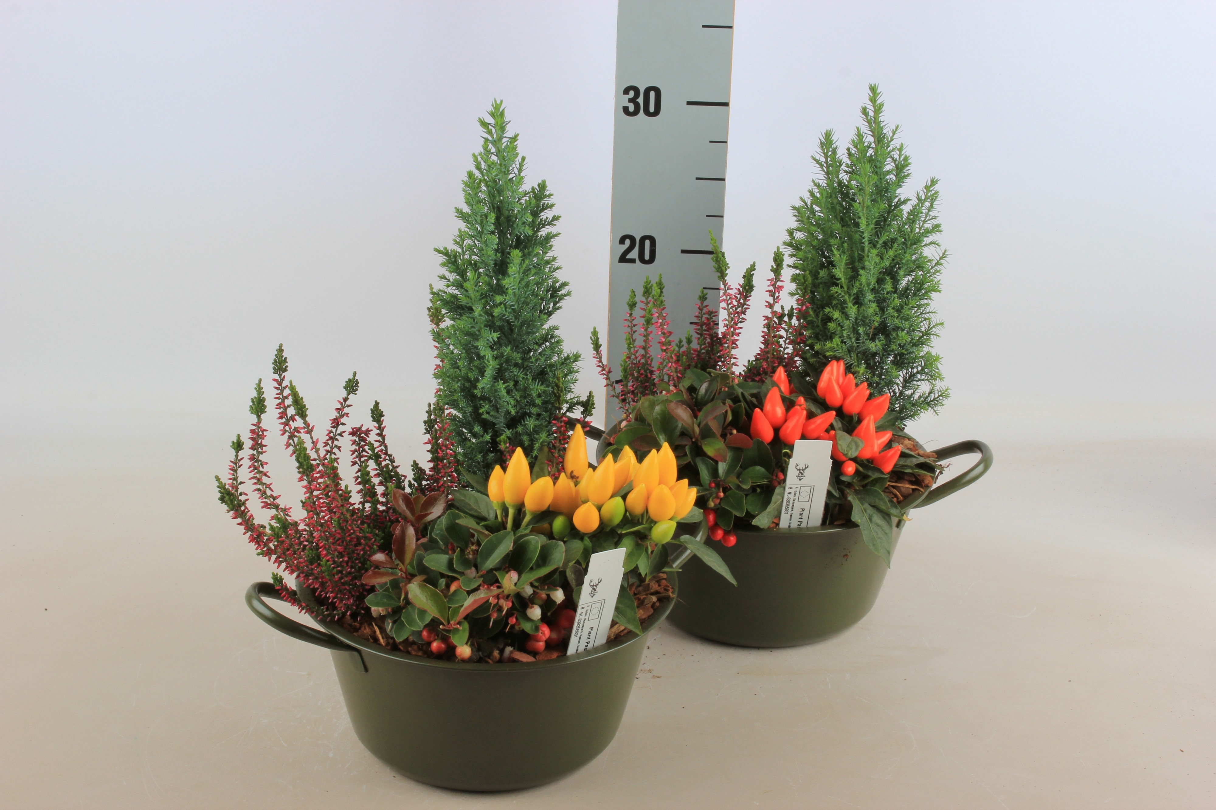 Arrangement Garden Plants 22Ø