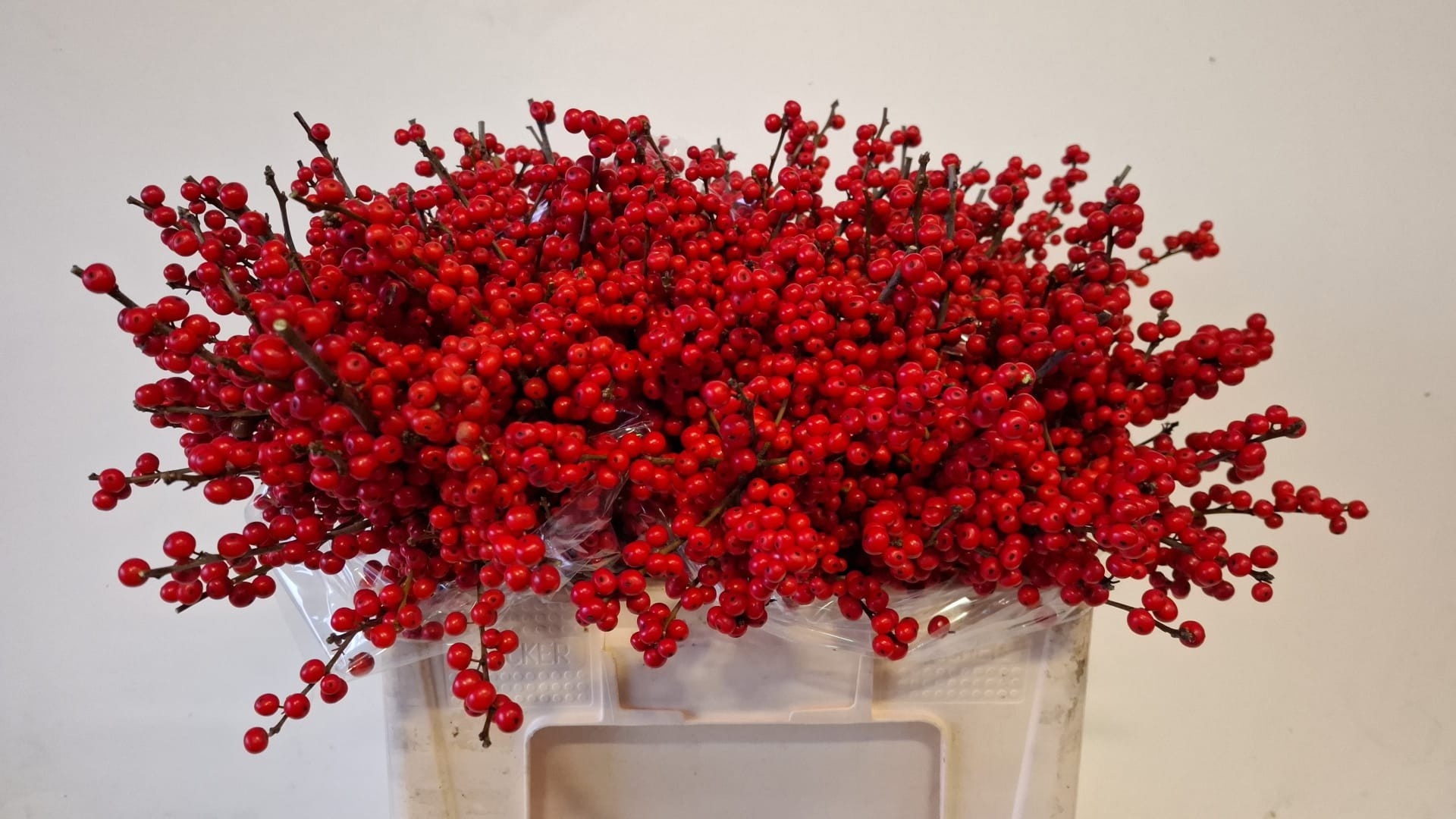 Ilex Verticlilata 50cm