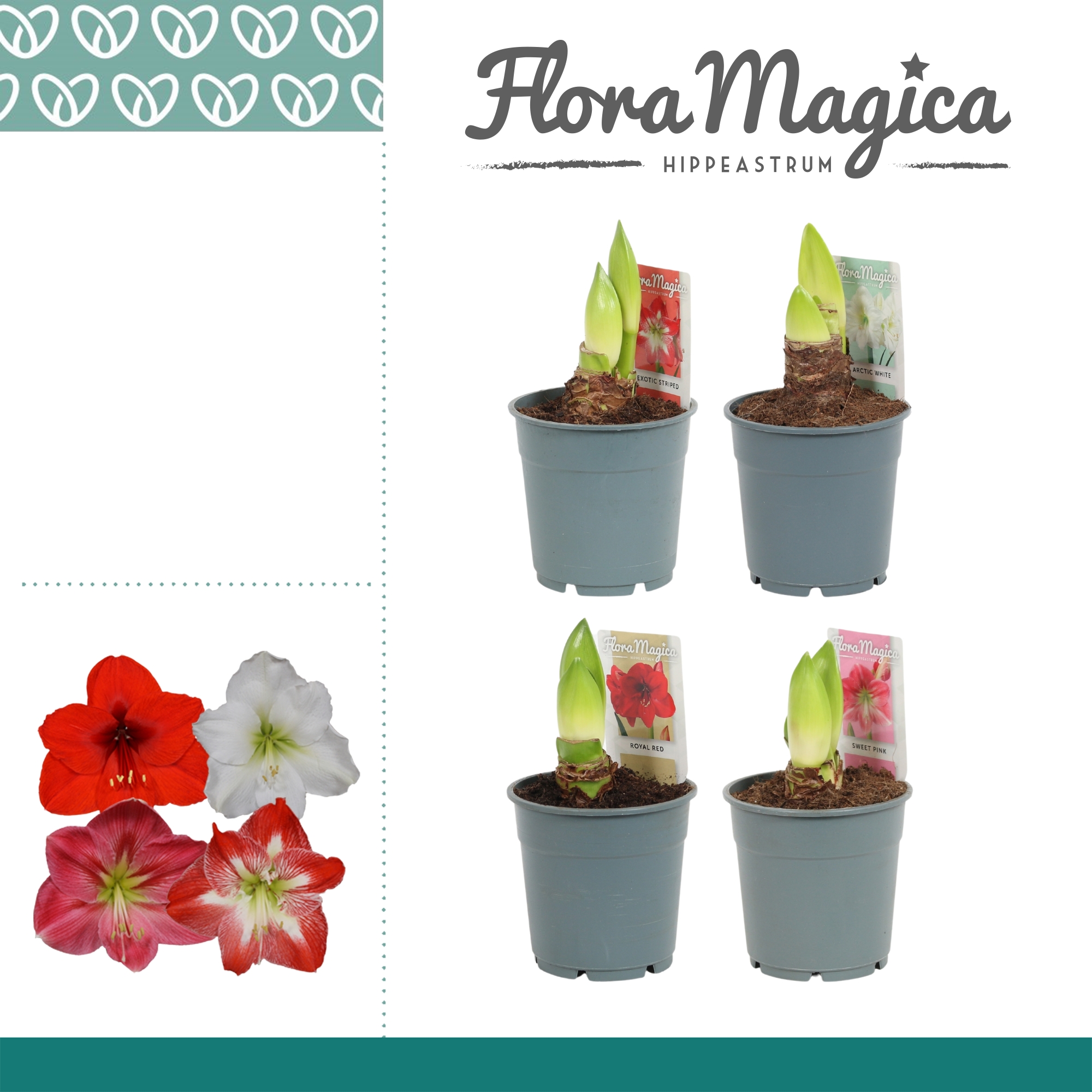 Picture of Hippeastrum varieties 2 shoots P12 25CM