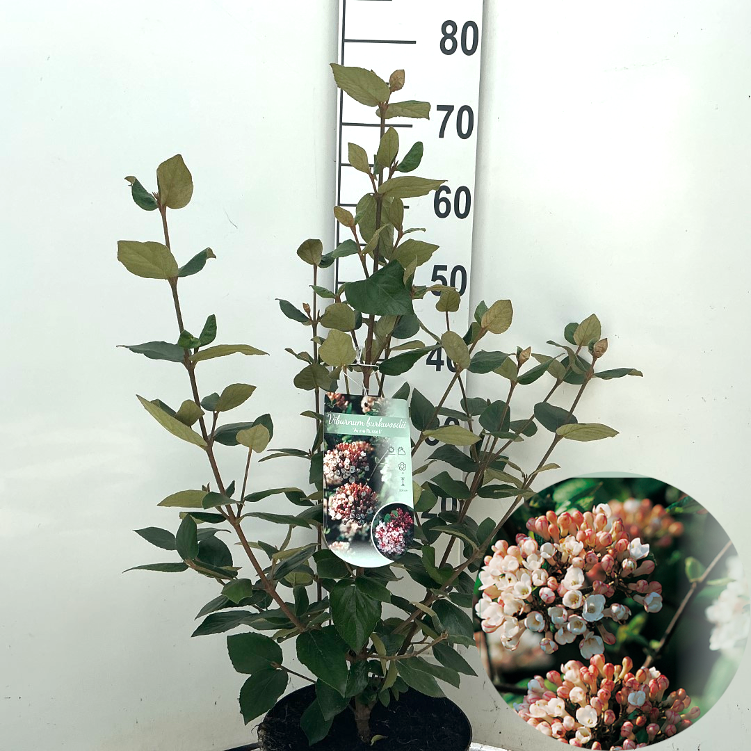 Viburnum burkwoodii 'Anne Russell'