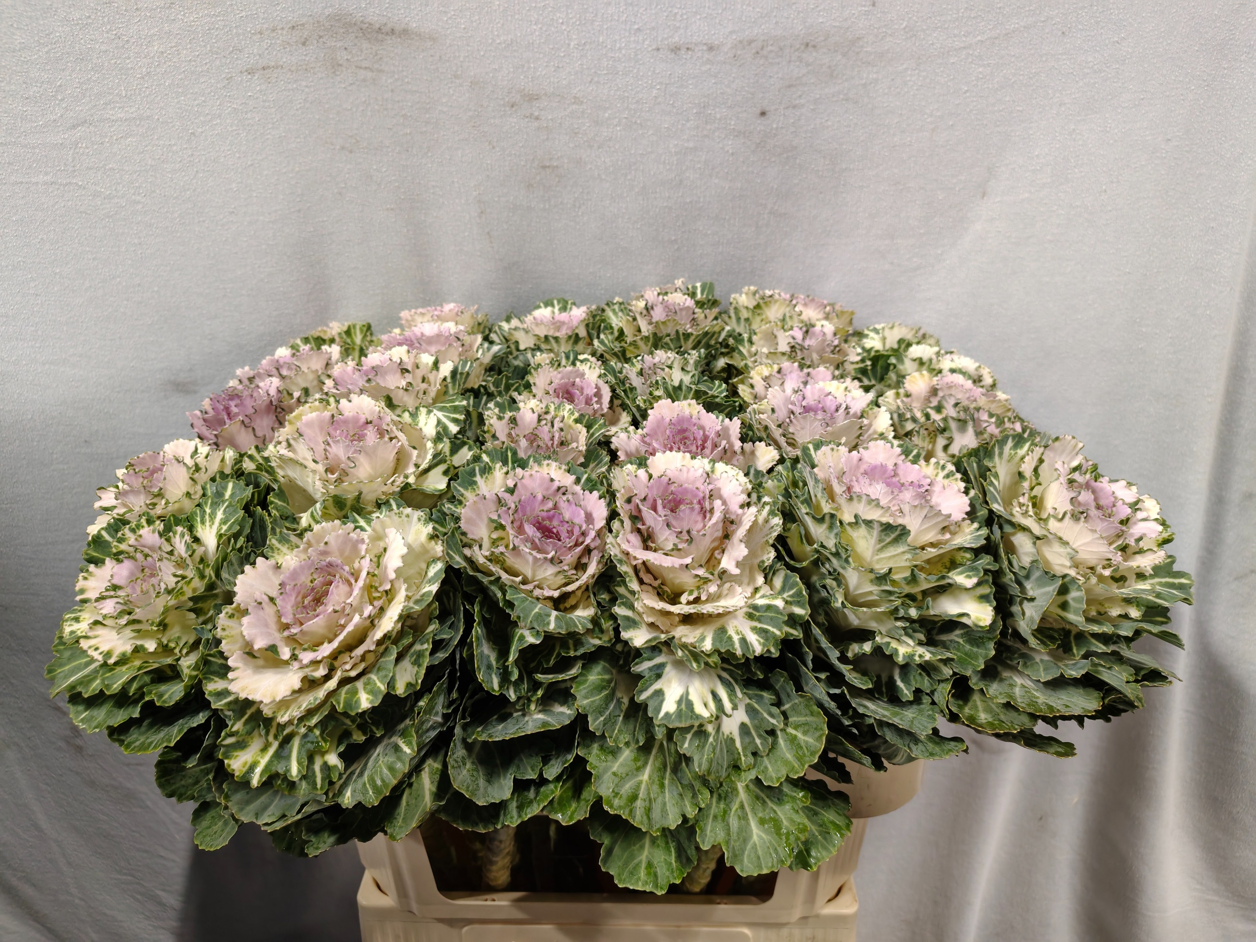 Brassica Akilina 70cm
