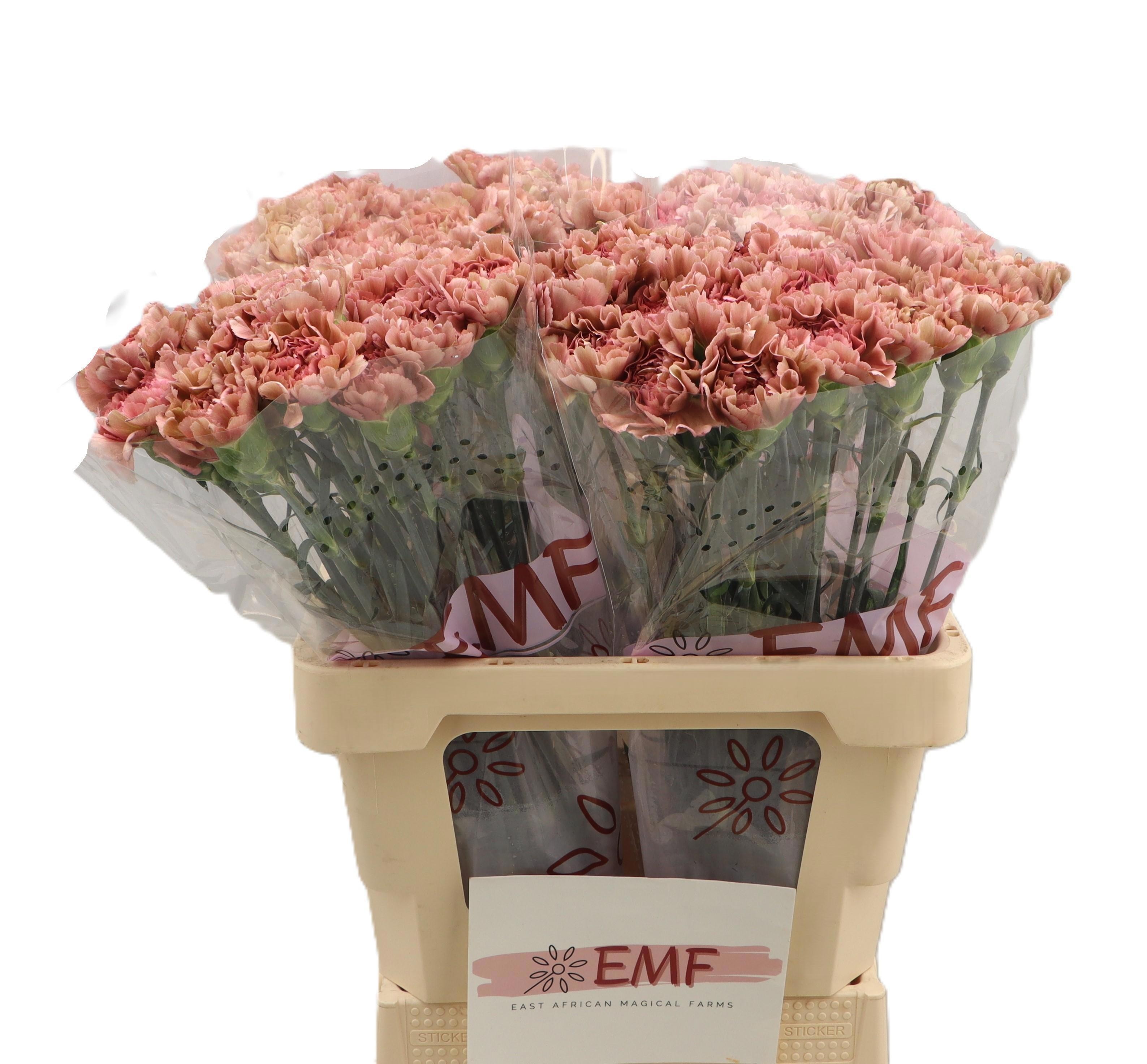 Dianthus St Miss Marble 60cm