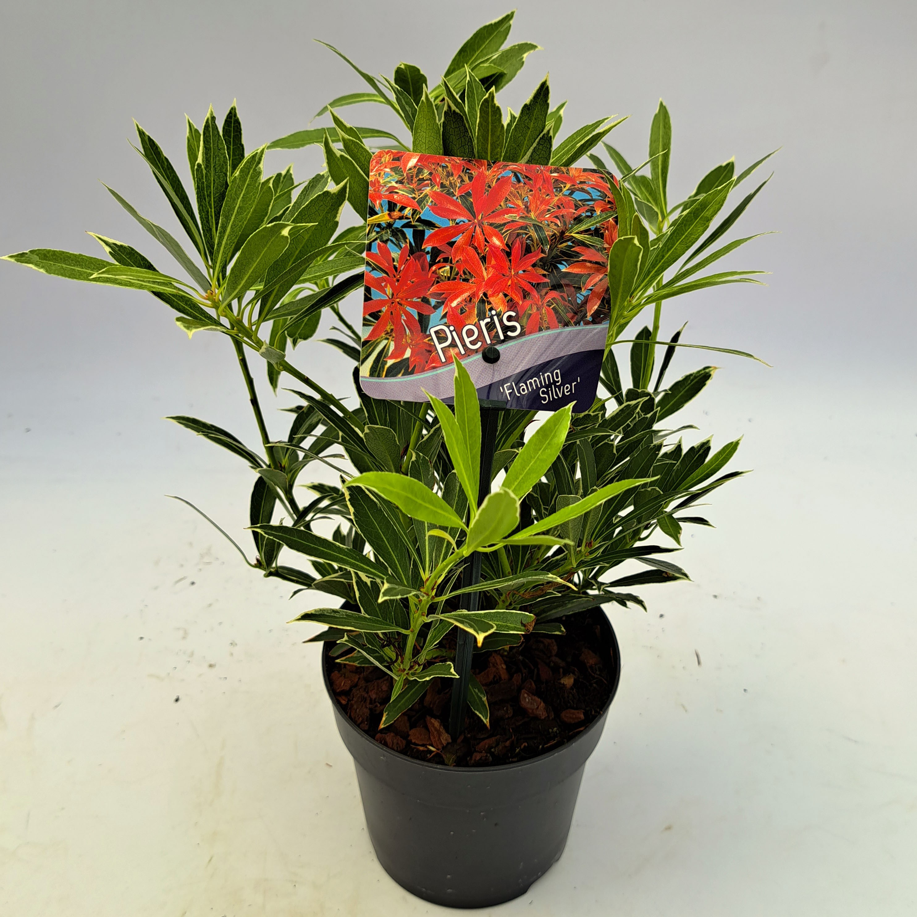 Picture of Pieris Flaming Silver P13