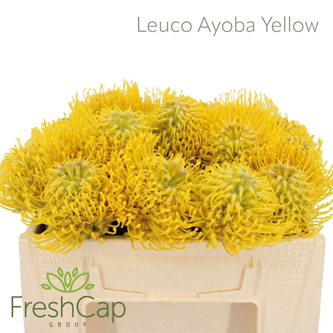 Leuco Ayoba Yellow 35cm