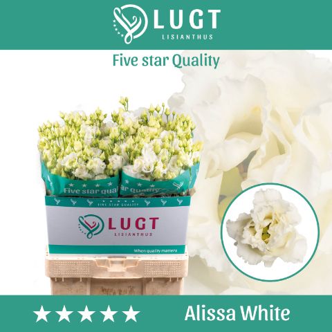 Eus G Alissa White