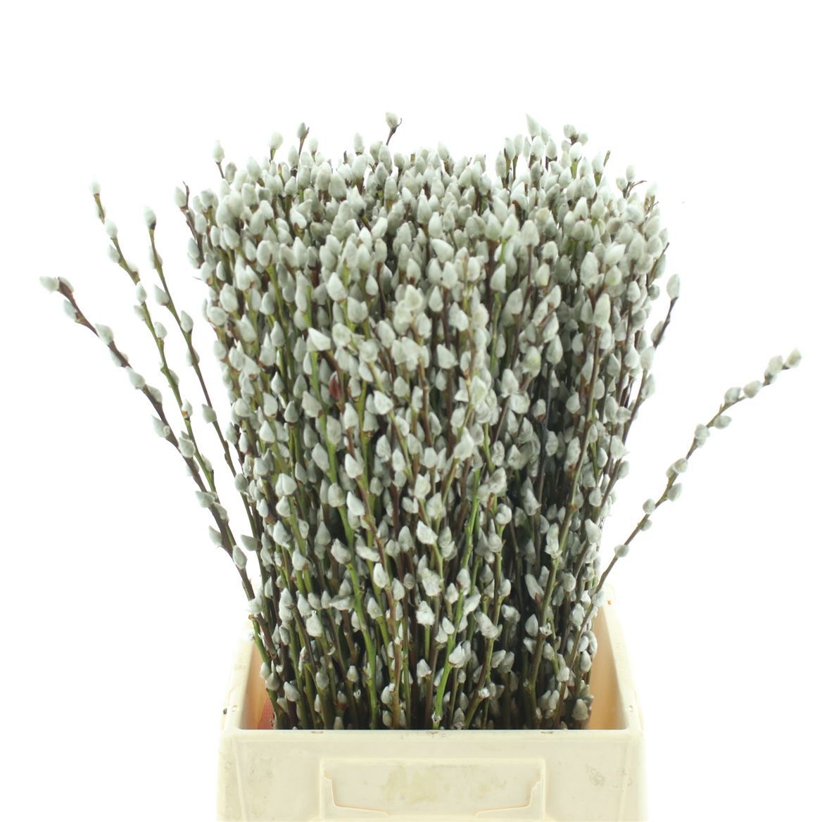 Salix Ca Snow Flake