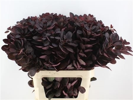Cotinus Royal Purple 60cm