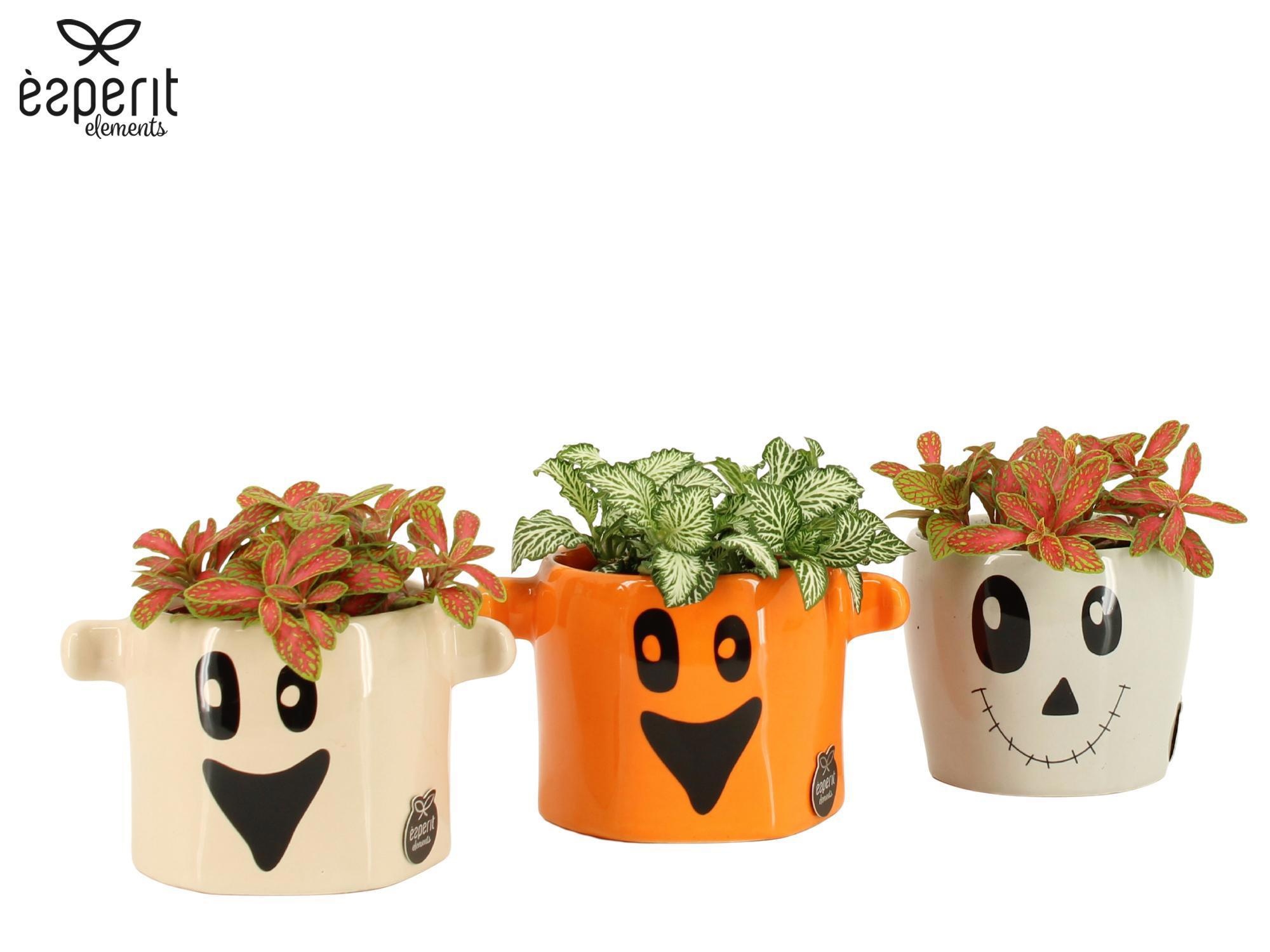 4501198: Halloween Fittonia Gemengd