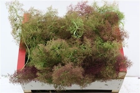 Decogroen Gem