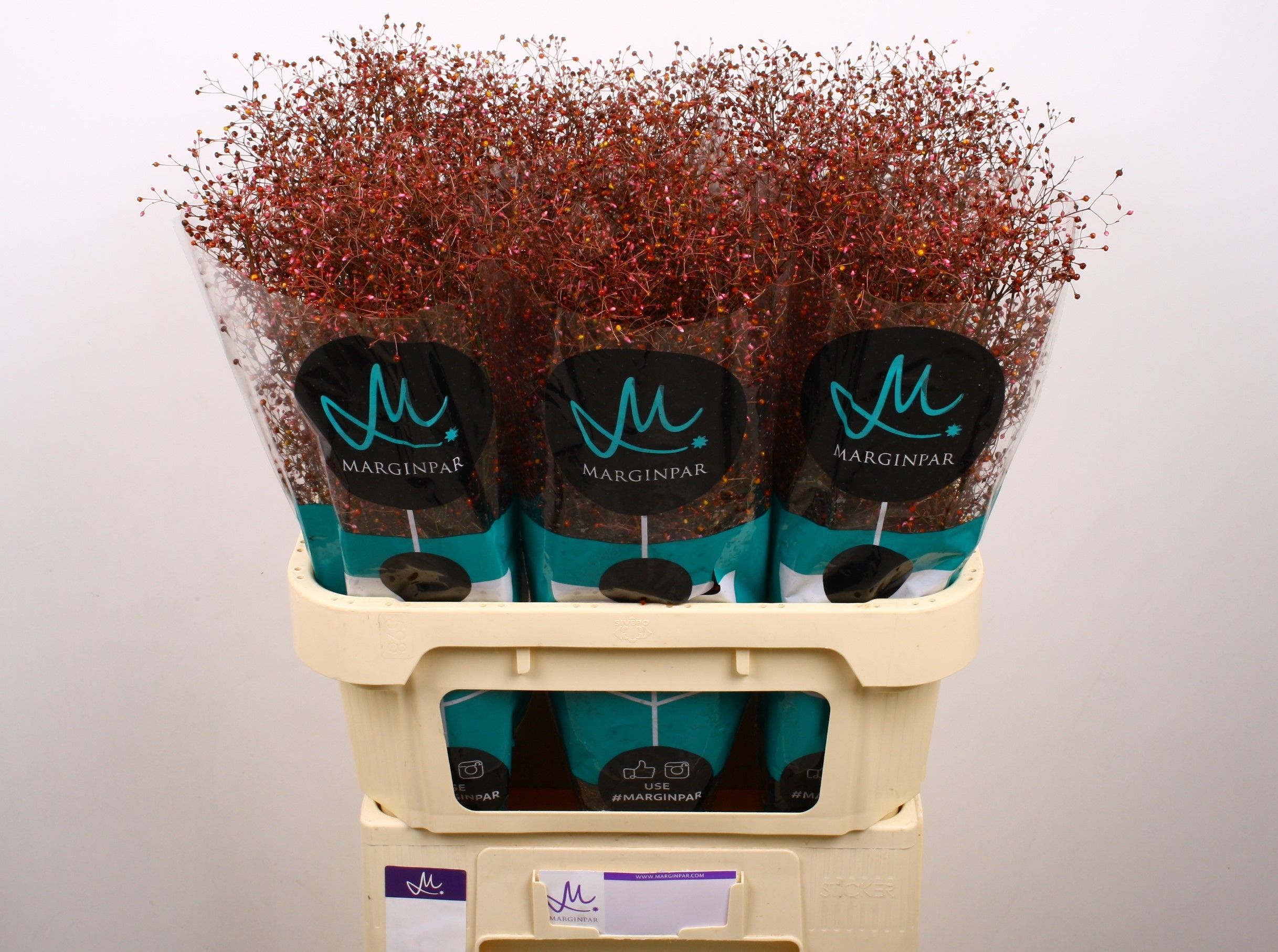 Talinum Long John 80cm