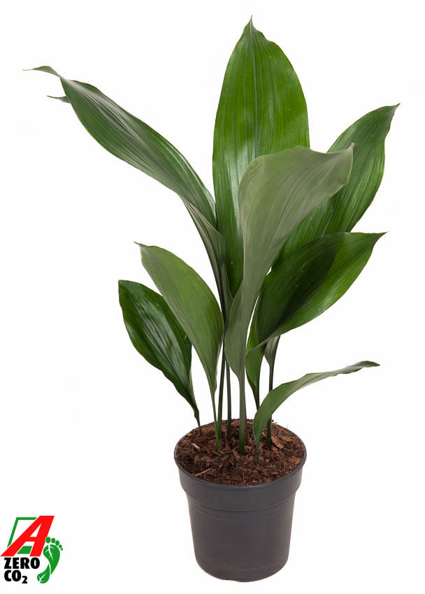 Picture of Aspidistra elatior P15 60CM