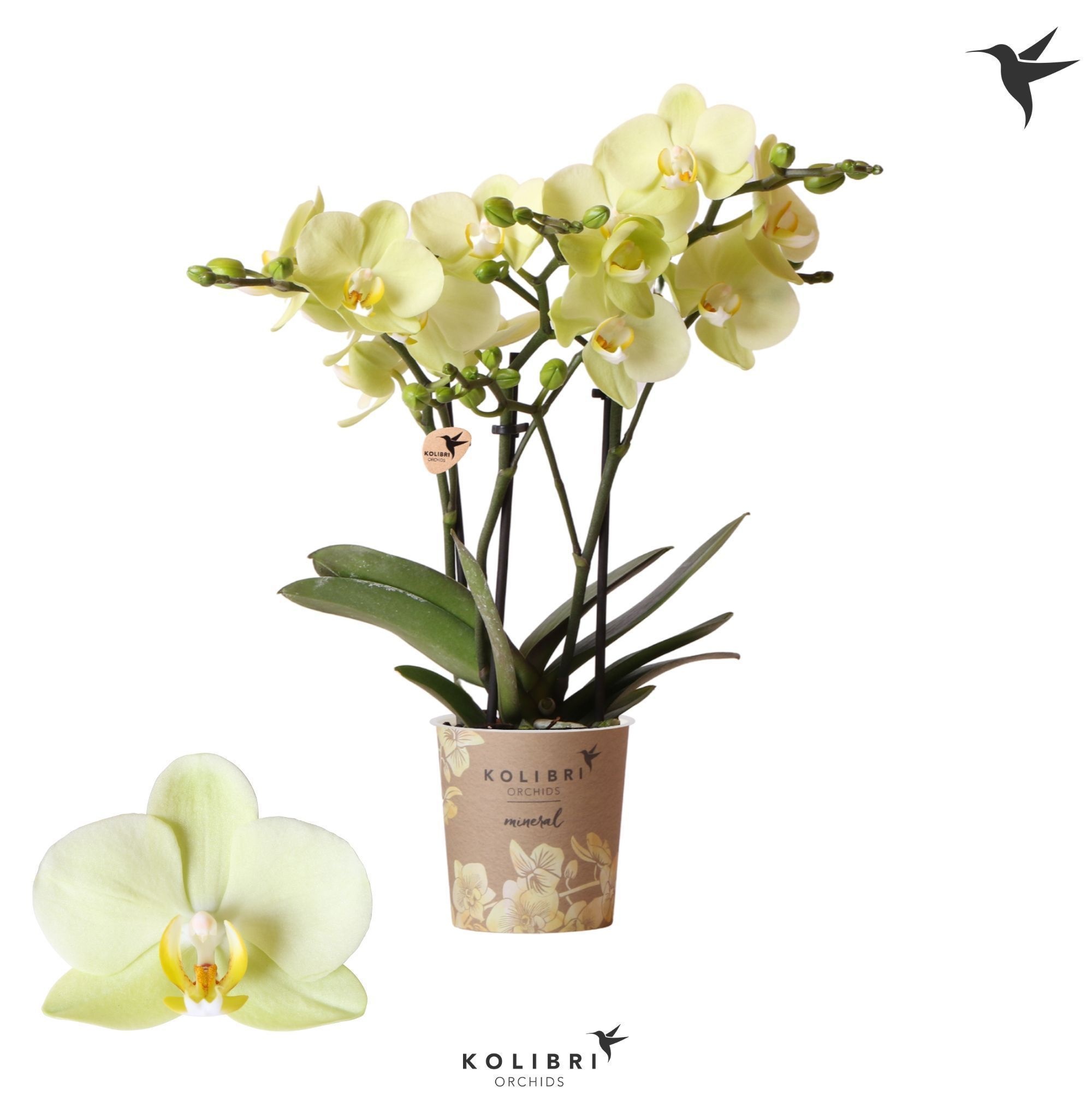 Phalaenopsis Kolibri Orchids Phalaenopsis Cali 3 spike