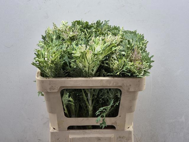 Brassica Crane King 50cm