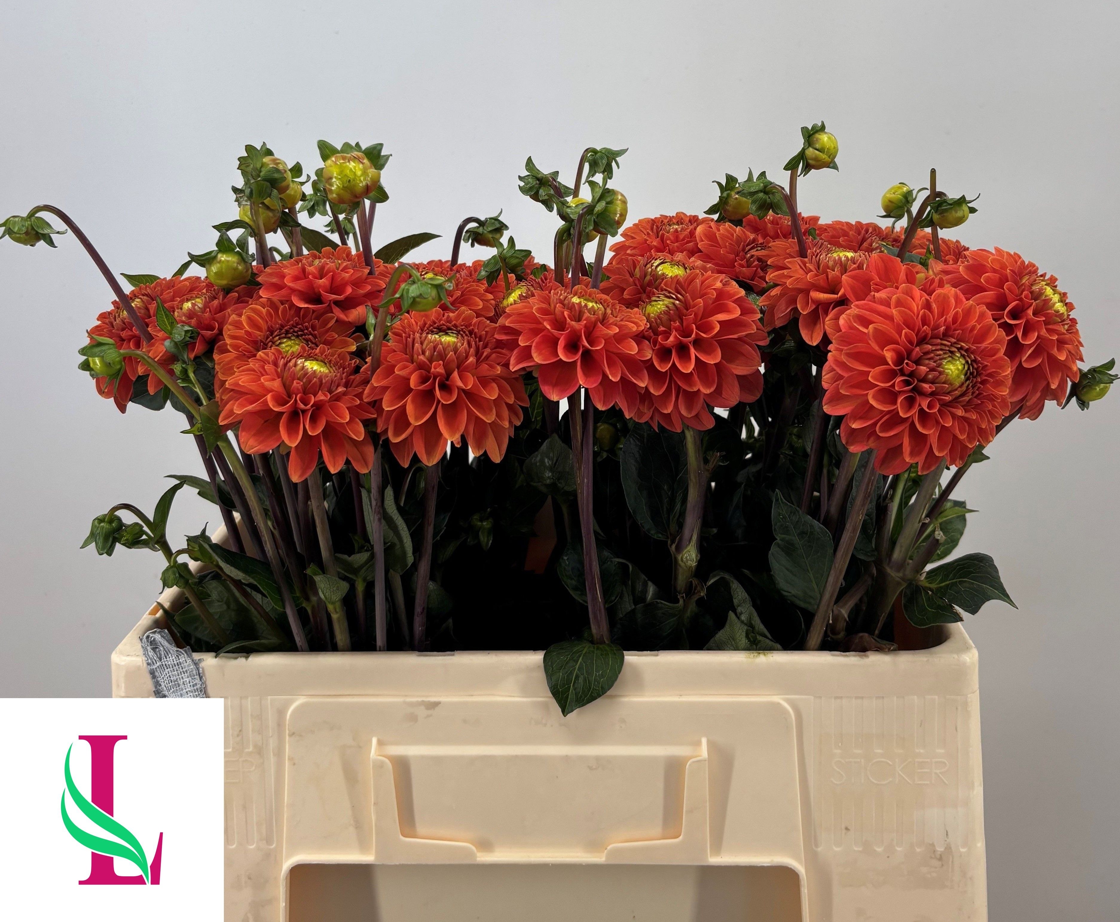 Dahlia Orange Fox 50cm