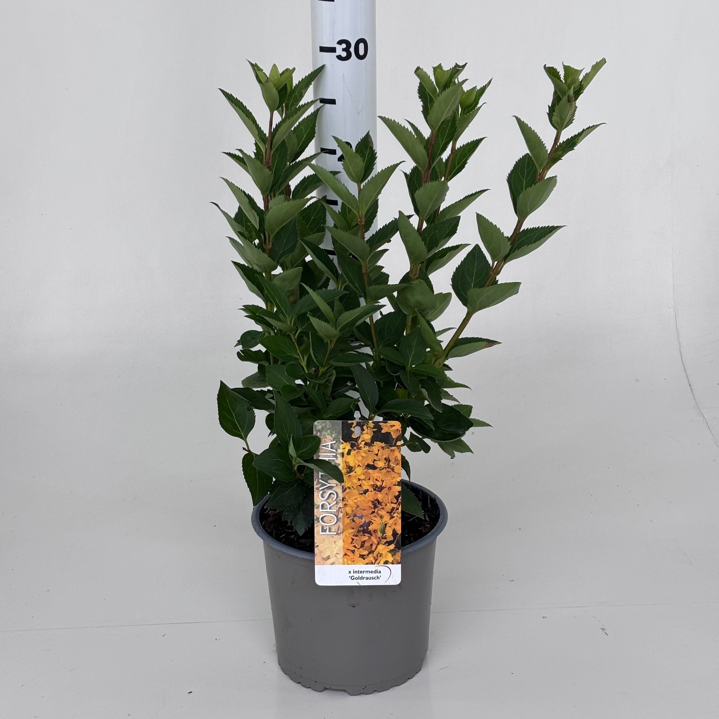 Forsythia intermedia 'Goldrausch'