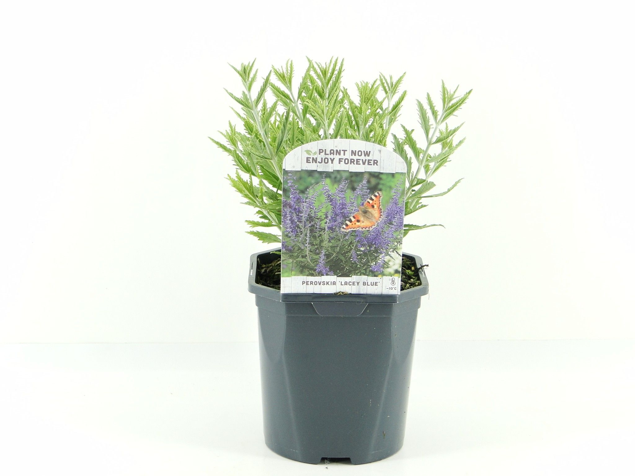Picture of Perovskia atr. Lacey Blue