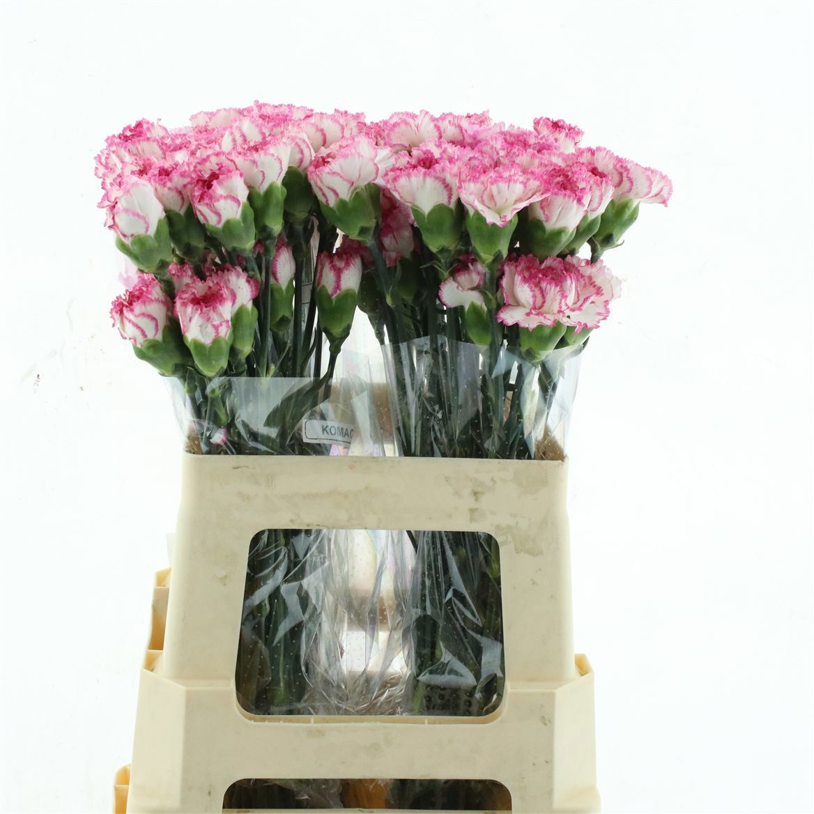 Dianthus St Komachi 50cm