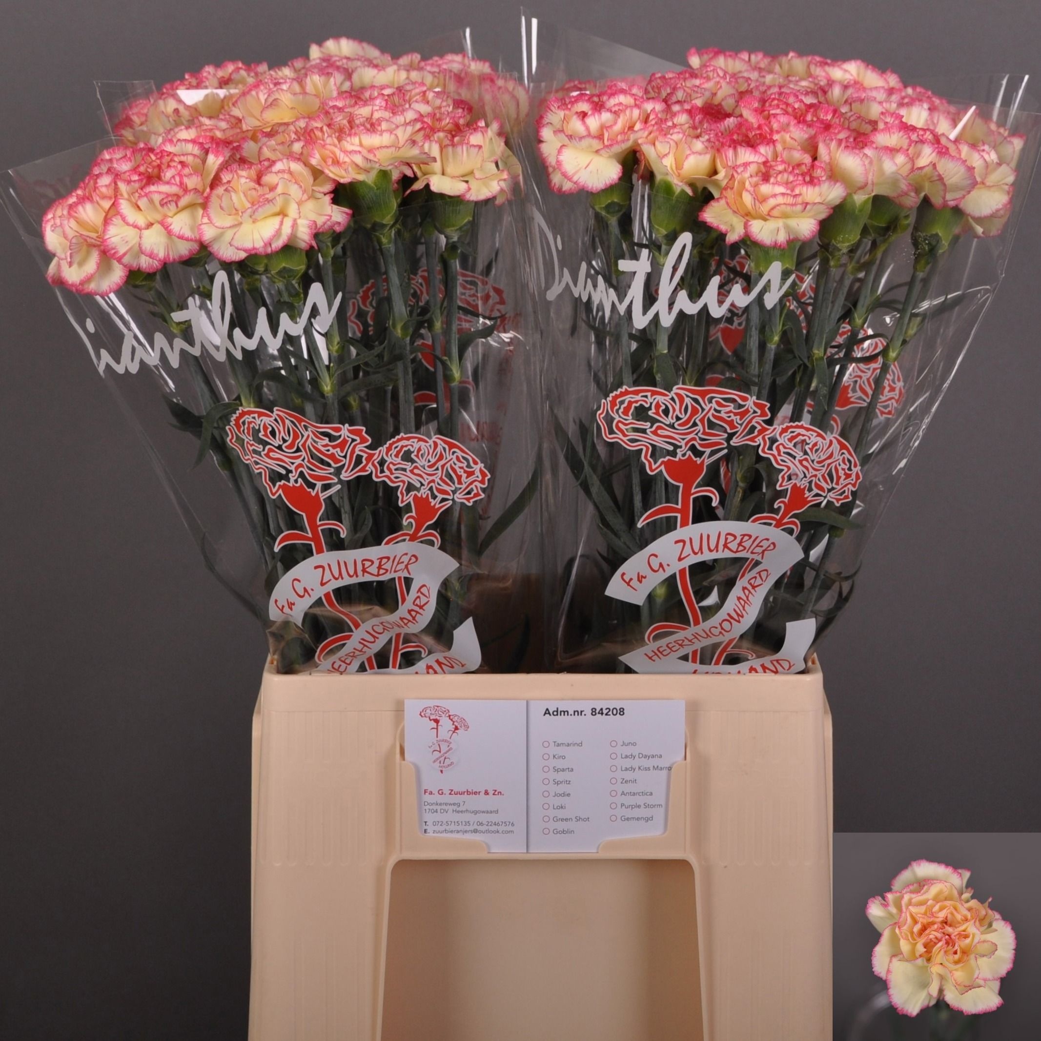 Dianthus St Spritz 60cm