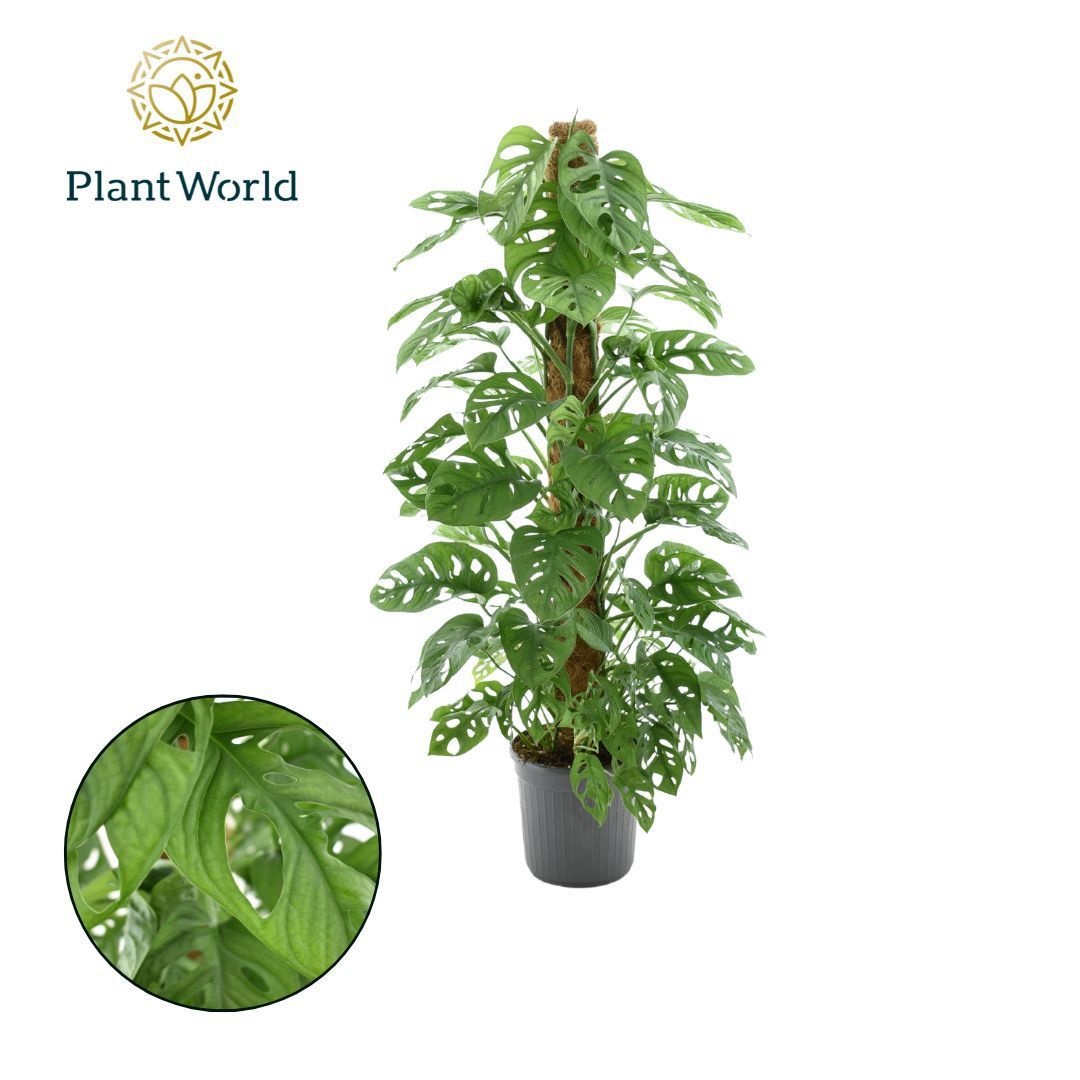 monstera dubia vs scindapsus Rare Shingle Plant - Monstera dubia main image 1