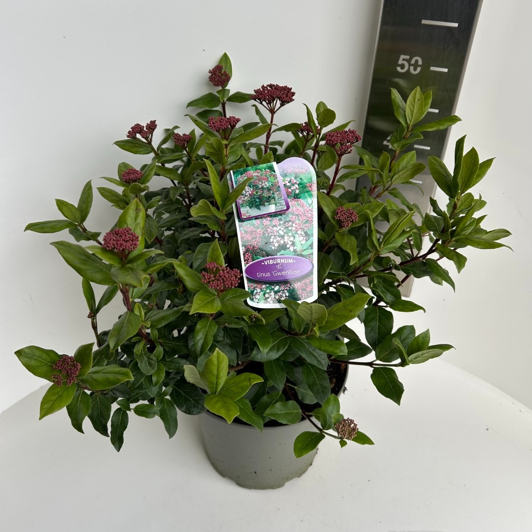 Picture of Viburnum tin. Gwenllian P23 (5 Ltr) (LOOSE)