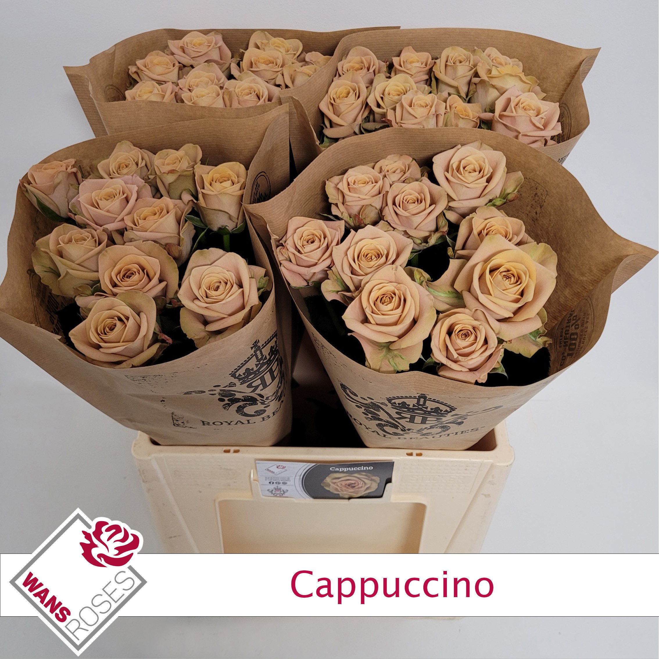 Rosa Capuccino 60cm