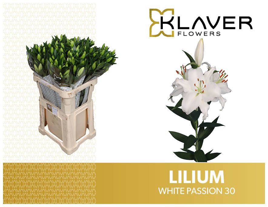 Li Or White Passion