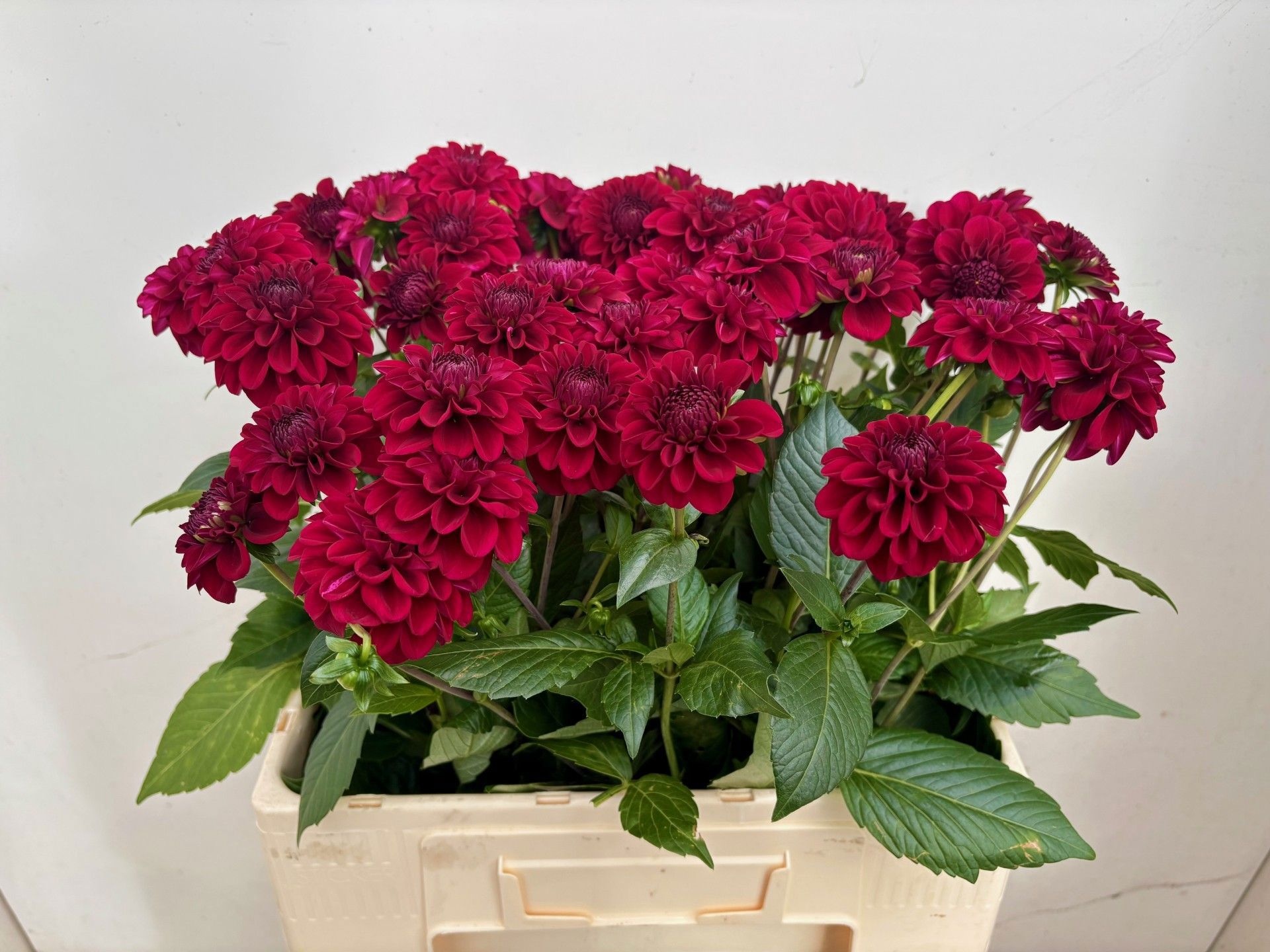 Dahlia Black Fox 60cm