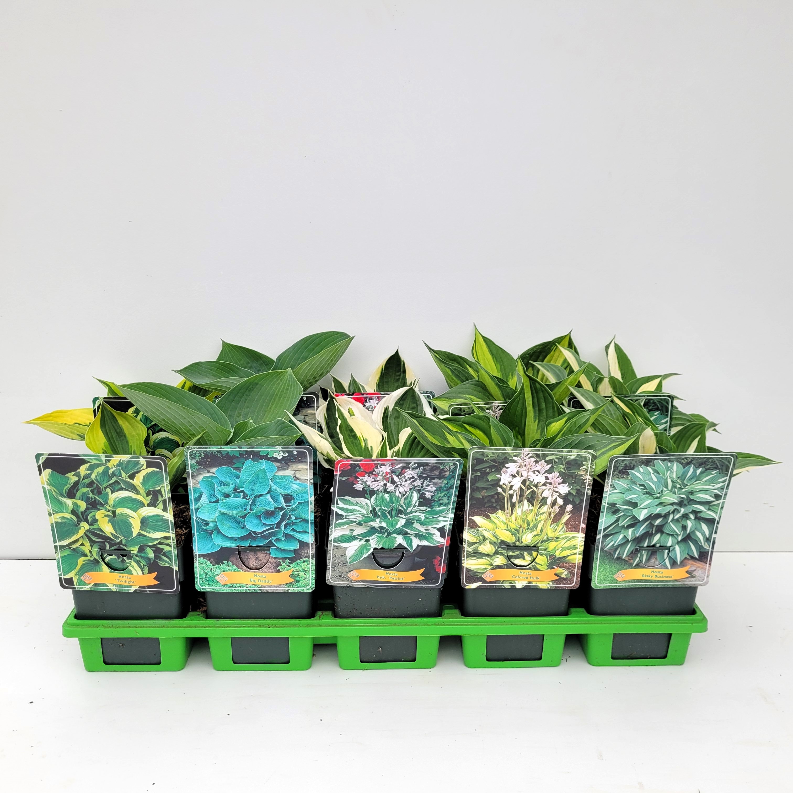 Picture of Hosta Mix 6x10 srt. per shelve P11