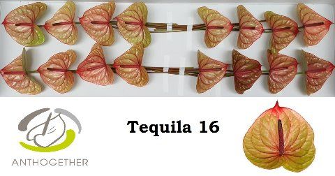 Anth A Tequila 11Ø Cm