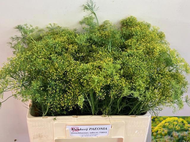 Dille Yellow 50cm