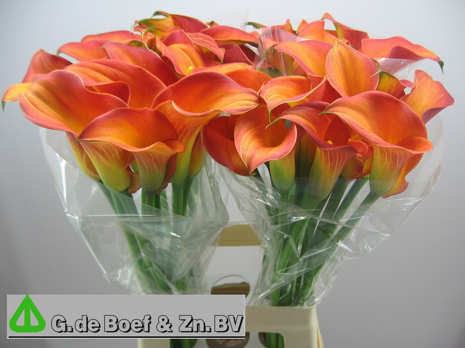 Calla Morning Sun 65cm