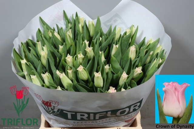 Tulipa Lily Crown Dynasty 42cm 39gram