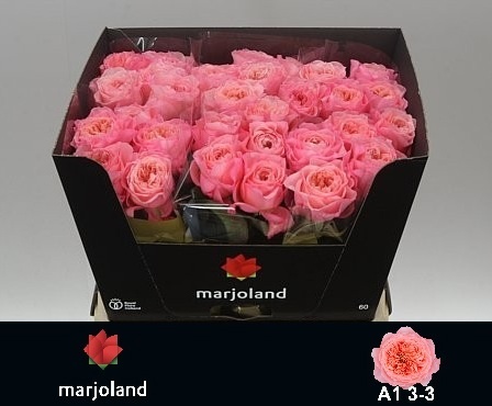R Gr Mayfield!